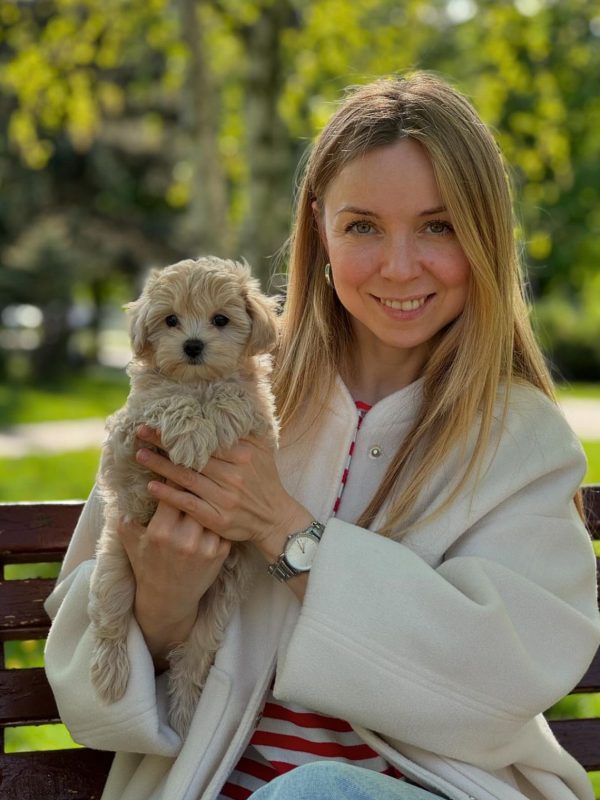 Maltipoo Puppies